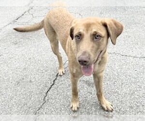 Medium Photo #1 Labrador Retriever-Unknown Mix Puppy For Sale in Houston, TX, USA