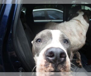 American Pit Bull Terrier Dogs for adoption in Ocala, FL, USA