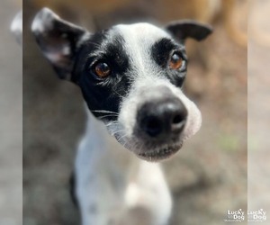 Labrador Retriever-Unknown Mix Dogs for adoption in Washington, DC, USA
