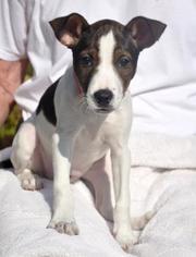Jack Russell Terrier-Unknown Mix Dogs for adoption in Northbrook, IL, USA