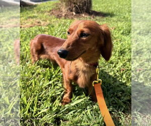 Dachshund Dogs for adoption in Fruitland, SC, USA