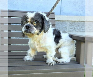 Shih Tzu-Unknown Mix Dogs for adoption in Long Beach, CA, USA