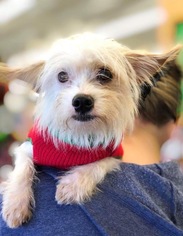Medium Photo #1 Mutt Puppy For Sale in Katy, TX, USA