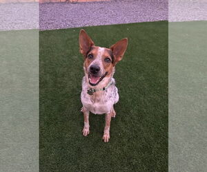 Mutt Dogs for adoption in Chandler, AZ, USA