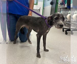 Mutt Dogs for adoption in Washington, DC, USA