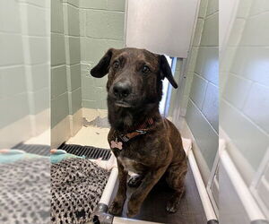 American Pit Bull Terrier-Unknown Mix Dogs for adoption in Webster, WI, USA