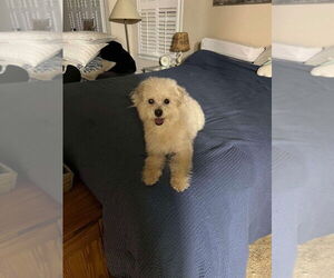 Maltese-Unknown Mix Dogs for adoption in New York, NY, USA