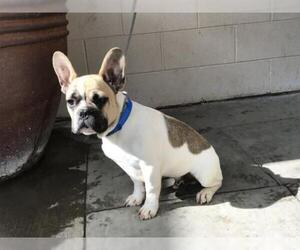 French Bulldog Dogs for adoption in pomona, CA, USA