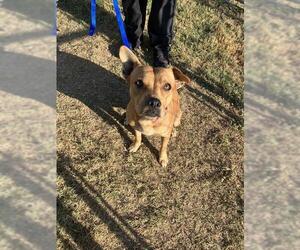Labrador Retriever-Unknown Mix Dogs for adoption in Corpus Christi, TX, USA