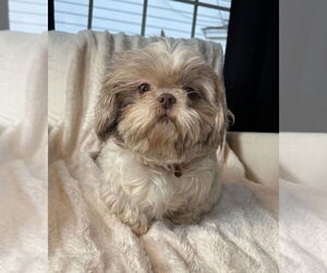 Shih Tzu Dogs for adoption in St. Louis Park, MN, USA
