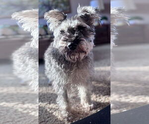 Mutt Dogs for adoption in St. Louis Park, MN, USA
