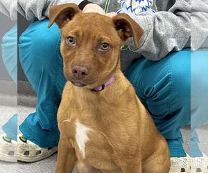 Retriever -Unknown Mix Dogs for adoption in Washington, DC, USA