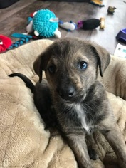 Mutt Dogs for adoption in Anoka, MN, USA