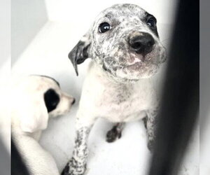 Mutt Dogs for adoption in Houston, TX, USA