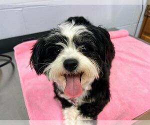Bichon-A-Ranian Dogs for adoption in Ames, IA, USA