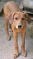 Medium Photo #1 Redbone Coonhound-Unknown Mix Puppy For Sale in Harrison, AR, USA