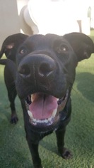Shepradors Dogs for adoption in Sebring, FL, USA