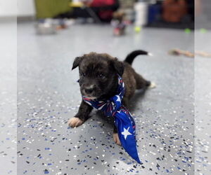 Anatolian Shepherd-Labrador Retriever Mix Dogs for adoption in Lakewood, CO, USA