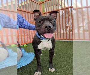 Mutt Dogs for adoption in Las Vegas, NV, USA