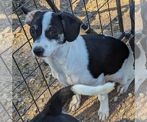 Doxle Dogs for adoption in Vail, AZ, USA