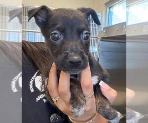 German Shepherd Dog-Unknown Mix Dogs for adoption in Salisbury, NC, USA