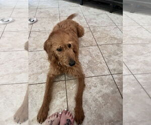 Goldendoodle Dogs for adoption in Bonita Springs, FL, USA