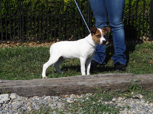 Jack Russell Terrier-Unknown Mix Dogs for adoption in Dublin, VA, USA