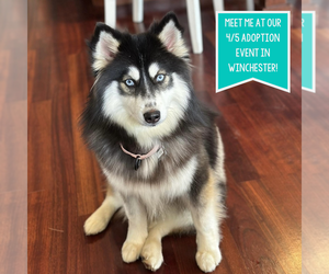 Siberian Husky-Unknown Mix Dogs for adoption in Boston, MA, USA