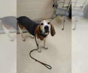 Treeing Walker Coonhound Dogs for adoption in Center Township, PA, USA