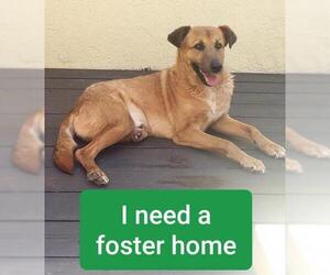 Retriever -Unknown Mix Dogs for adoption in Long Beach, CA, USA