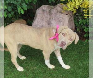 American Pit Bull Terrier-Unknown Mix Dogs for adoption in Oklahoma City, OK, USA