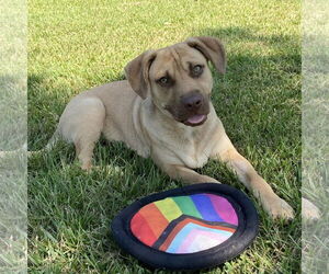 Boxador Dogs for adoption in Bristol, CT, USA