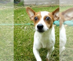 Jack Russell Terrier Dogs for adoption in Clayton, CA, USA