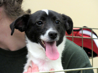 Chiranian Dogs for adoption in Rowayton, CT, USA