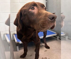 Labrador Retriever-Unknown Mix Dogs for adoption in Tavares, FL, USA