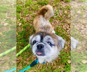 Pekingese Dogs for adoption in Fort Lauderdale, FL, USA