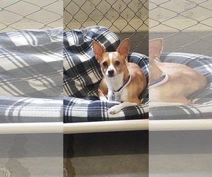 Chihuahua Dogs for adoption in Akron, OH, USA