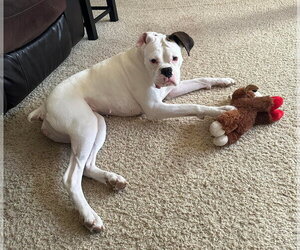 Boxer Dogs for adoption in Burnsville, MN, USA