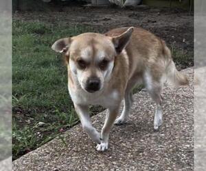 Chi-Corgi Dogs for adoption in Texarkana, TX, USA
