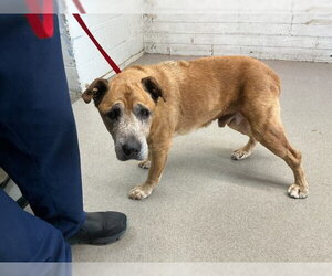 German Shepherd Dog-Unknown Mix Dogs for adoption in San Bernardino, CA, USA