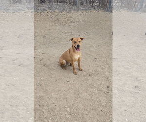 Mutt Dogs for adoption in Maquoketa, IA, USA