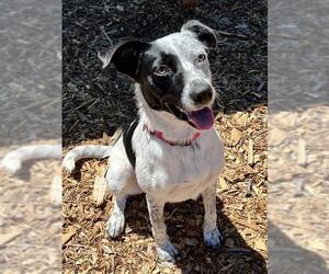 Mutt Dogs for adoption in Santa Cruz, CA, USA