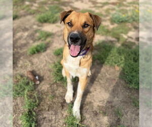 German Shepherd Dog-Unknown Mix Dogs for adoption in Aurora, CO, USA