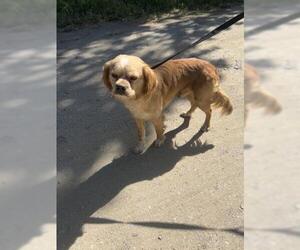 Cocker Spaniel-Unknown Mix Dogs for adoption in San Martin, CA, USA