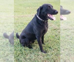 Labrador Retriever Dogs for adoption in Royse City , TX, USA