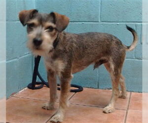 Mutt Dogs for adoption in Downey, CA, USA