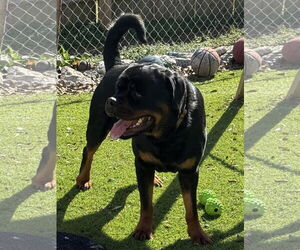 Rottweiler Dogs for adoption in Mooresville, NC, USA