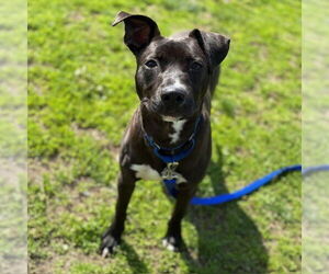 American Pit Bull Terrier-Unknown Mix Dogs for adoption in Boston, MA, USA