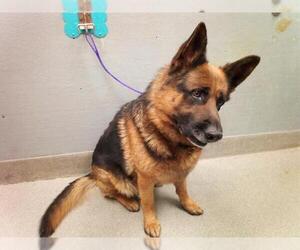 German Shepherd Dog-Unknown Mix Dogs for adoption in Las Vegas, NV, USA