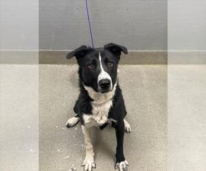 German Shepherd Dog-Unknown Mix Dogs for adoption in Las Vegas, NV, USA